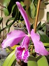 Cattleya maxima 